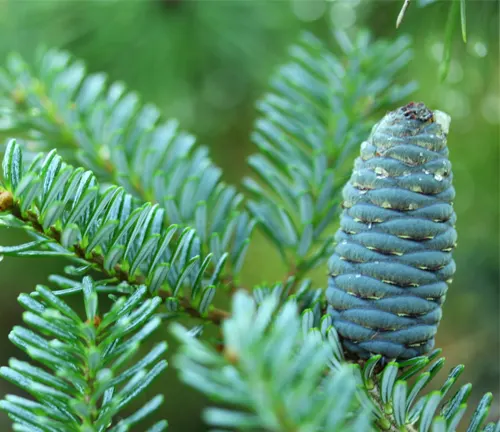 Blue Emperor Korean Fir with a blue cone on green needles.