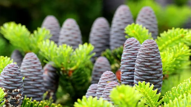 Korean Fir Tree with clusters of upright purple cones.