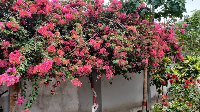 Large Bougainvillea tree with pink bracts cascading over a wall.