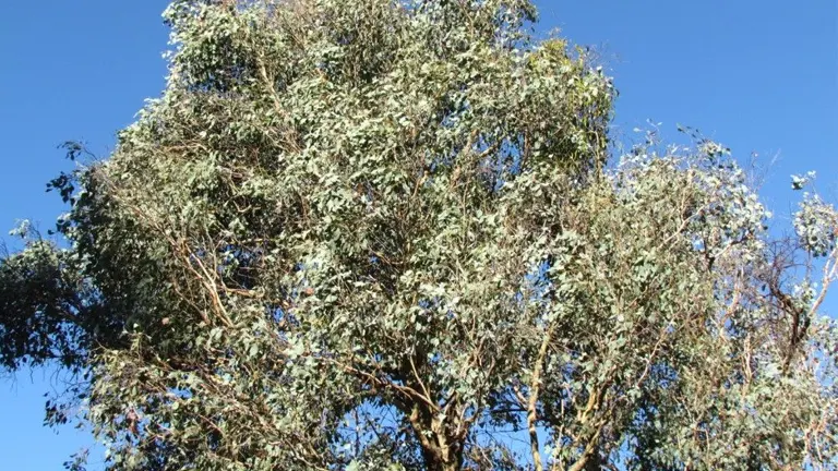 Yellow Box Tree (Eucalyptus melliodora) with dense foliage against a clear blue sky.