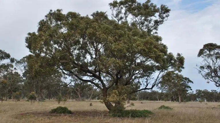 Yellow Box Tree (Eucalyptus melliodora) in an open grassy woodland.