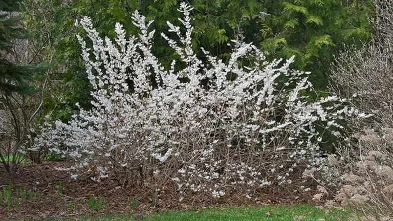 Korean Abelia Leaf Tree with white blooms in early spring, surrounded by greenery.