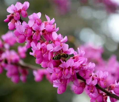 Close-up of Abeliophyllum Distichum ‘Roseum’ branch with pink flowers and a bee.