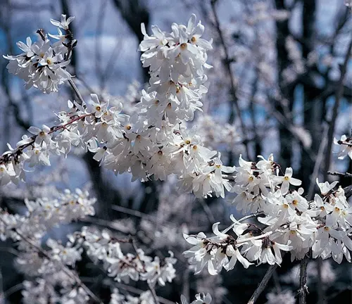 Abeliophyllum Distichum (White Forsythia) branch with clusters of white flowers.