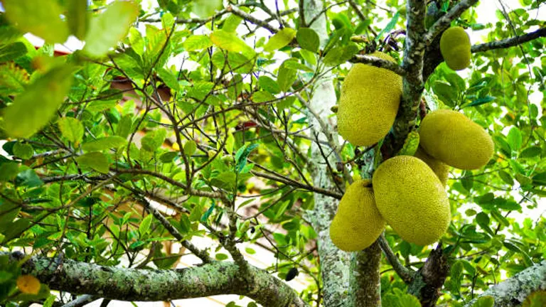 Marang tree with large, spiky fruits growing among green leaves.