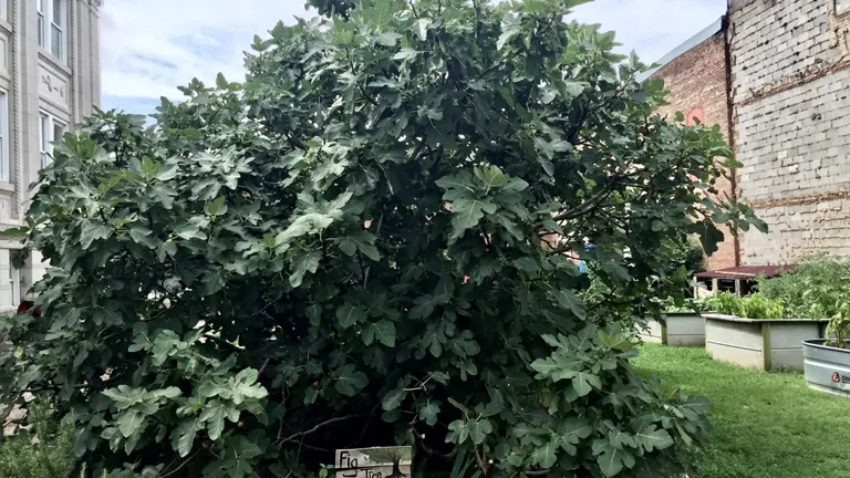 Large Fig Tree with dense green leaves in an urban garden setting.