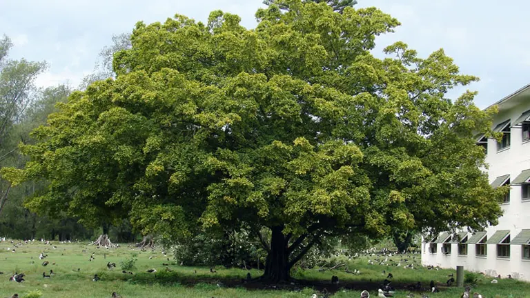 Large Indian Laurel Tree with dense green foliage in an open grassy area near a building.