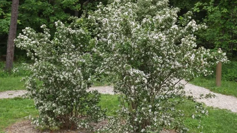 Korean Abelia Leaf Trees with small white flowers in a natural setting.