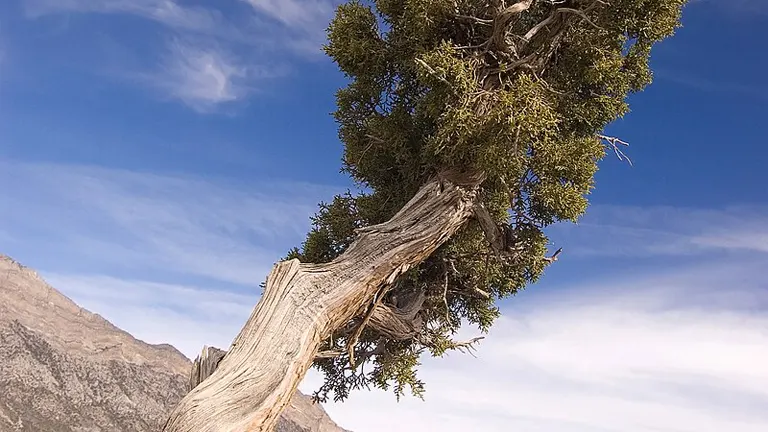 Twisted Arabian Juniper Tree against a clear blue sky in a rocky mountainous landscape.