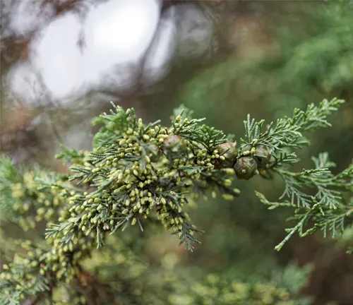 Close-up of Juniperus procera branch with green needle-like leaves and small, unripe cones.