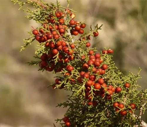 Branch of Juniperus phoenicea with red berry-like cones and green needle-like foliage.