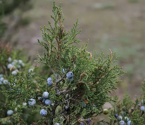 Branch of Juniperus excelsa with green foliage and blue berry-like cones.