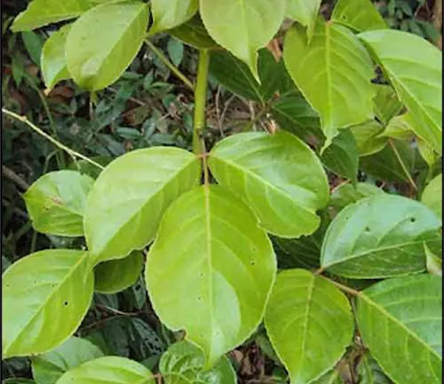 Close-up of vibrant green leaves on a Lowland Tuai Tree.