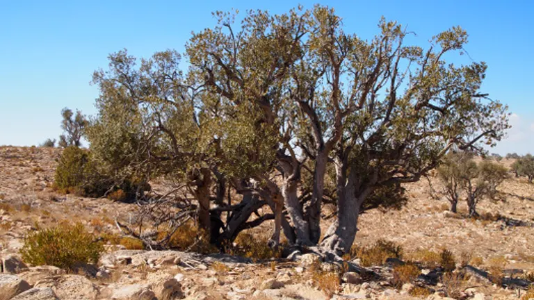 Arabian Juniper Tree in a rocky, arid landscape under a clear blue sky.