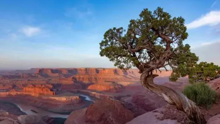 Arabian Juniper Tree growing on a rocky cliff overlooking a canyon at sunset.