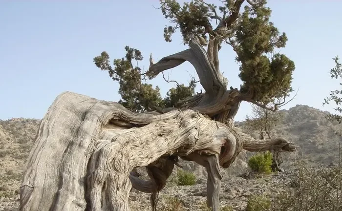 Arabian Juniper Tree