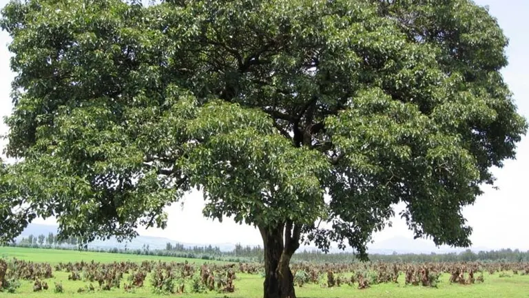 Sudan Teak Tree (Cordia Africana) with a broad canopy in an open field, showcasing its lush foliage and robust trunk.