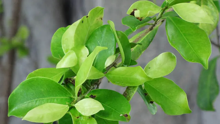 Indian Laurel Tree