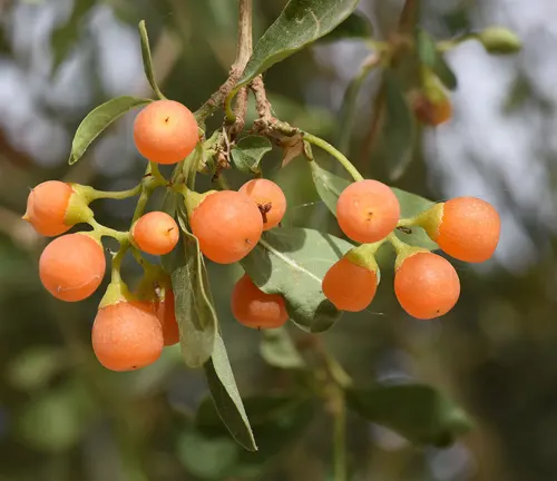 Bright orange fruits of Cordia sinensis hanging on green leafy branches.