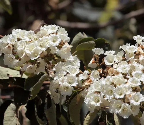 White flowers of Cordia millenii blooming among dark green leaves.