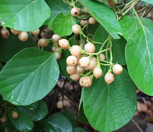 Light beige fruits of Cordia myxa growing among large green leaves.