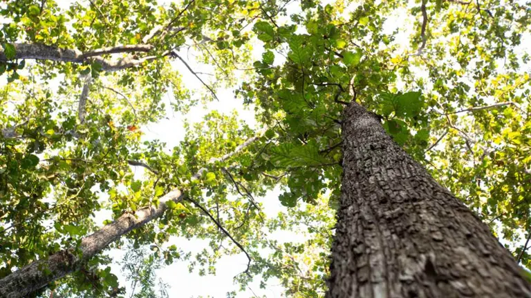 Upward view of a Sudan Teak Tree trunk and canopy with sunlight filtering through green leaves.