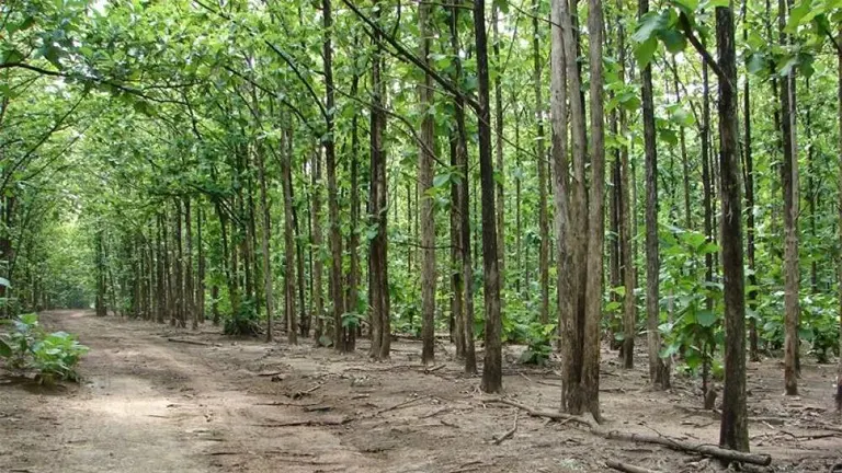 Sudan Teak Tree plantation with tall, straight trunks and a dirt pathway between rows.