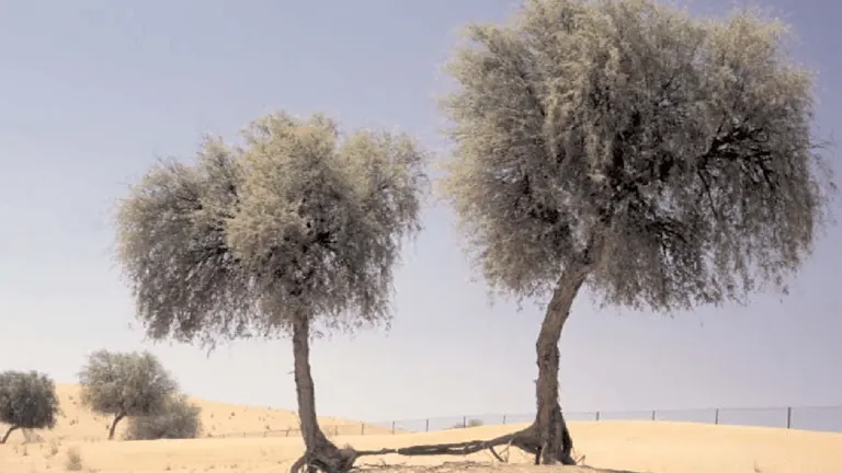 Two Ghaf Trees in a desert landscape with sandy dunes.