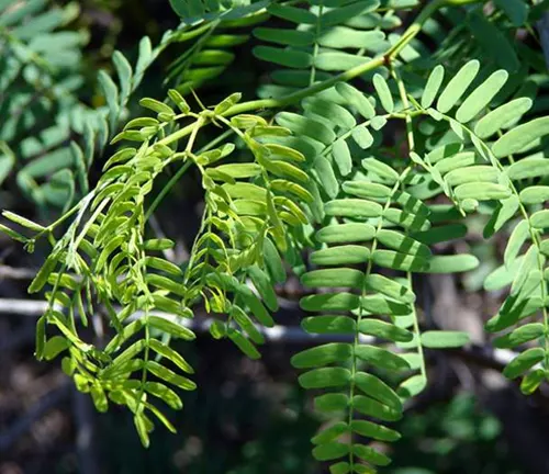 Close-up of green leaves from a Prosopis Juliflora tree.