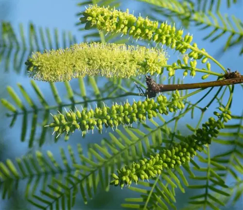 Close-up of Prosopis Glandulosa flowers and green leaves.