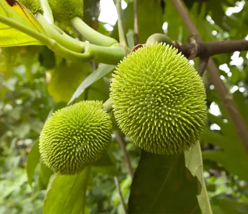 Green breadfruit hanging on a tree branch with spiky surface.