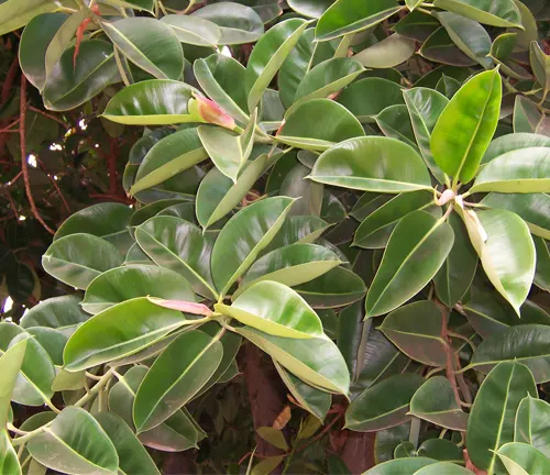 Close-up of Ficus Elastica leaves with glossy green foliage and red stems.