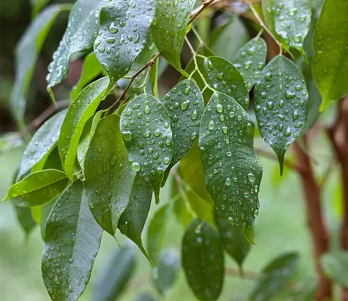 Close-up of Ficus Benjamina (Weeping Fig) leaves covered in water droplets.