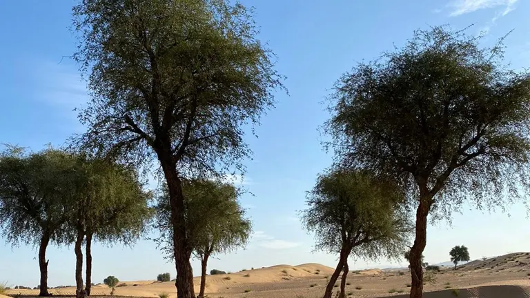 Ghaf Trees in a desert landscape with sandy dunes and a clear sky.