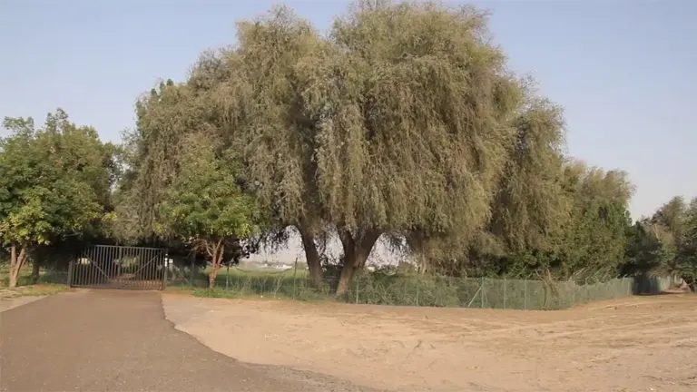 Ghaf Trees near a sandy path and fenced area.