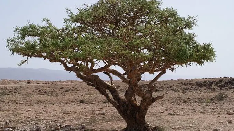 Frankincense Tree in an arid landscape with sparse vegetation.