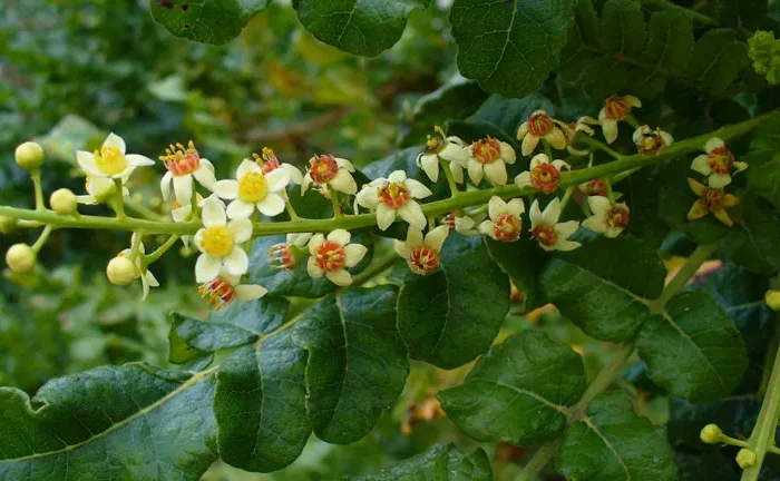 Frankincense Tree