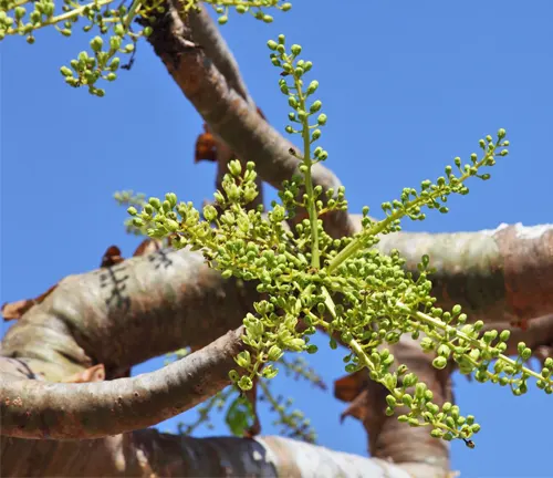 Boswellia Frereana branch with budding green flowers against a clear blue sky.