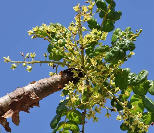 Boswellia Serrata branch with yellow flowers and green leaves against a blue sky.