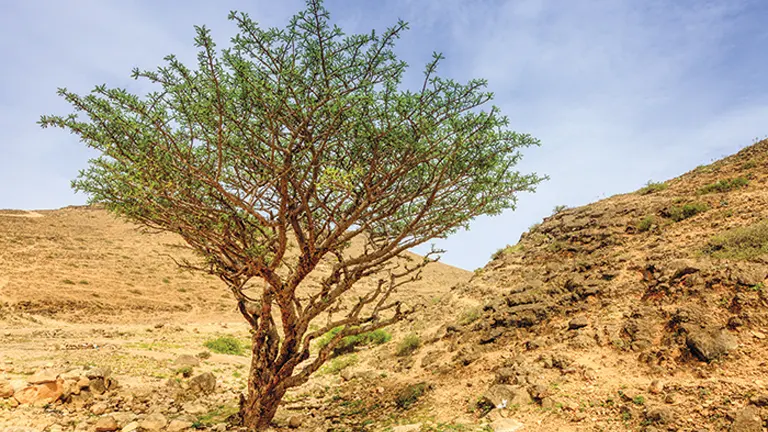 Frankincense Tree in a dry, rocky desert landscape.