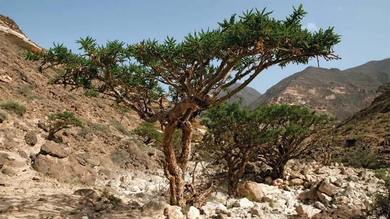 Frankincense Trees growing in a rocky, mountainous landscape.