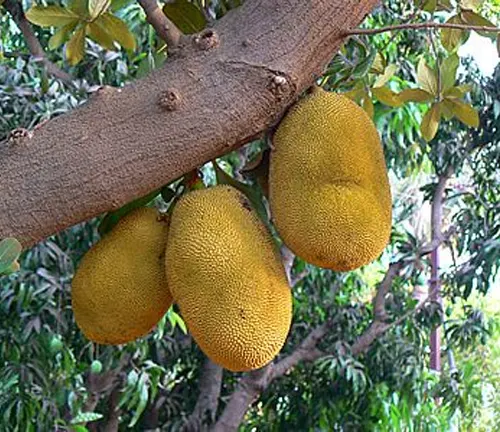 Ripe jackfruits hanging from a tree branch.