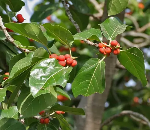 Ficus Benghalensis branch with green leaves and red fruit clusters.