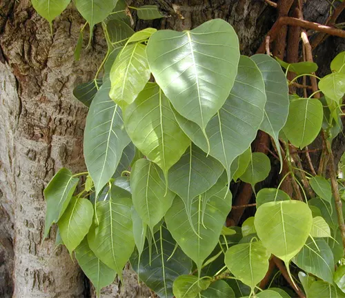 Heart-shaped leaves of Ficus Religiosa (Peepal Tree) against tree bark.