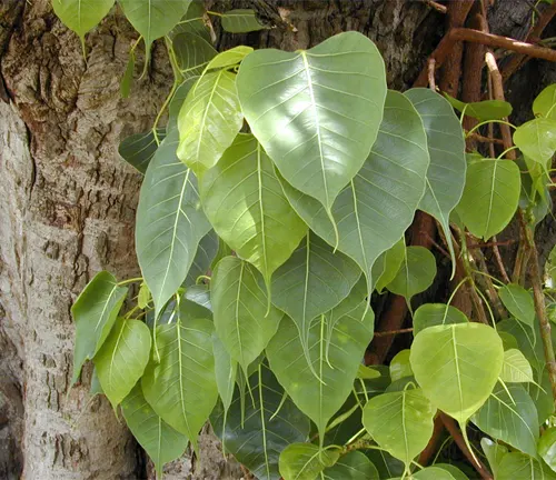 Ficus Religiosa leaves with heart-shaped structure and smooth bark