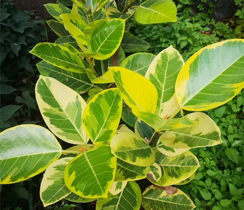 Variegated leaves of Ficus Elastica (Rubber Tree) with green and yellow patterns.