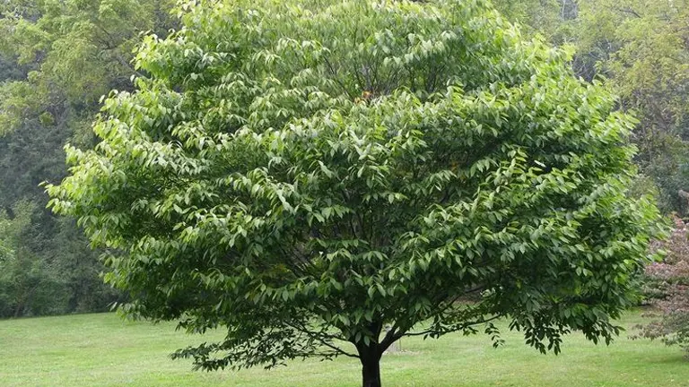 A mature American Hornbeam Tree with a rounded canopy and lush green leaves in a grassy landscape.