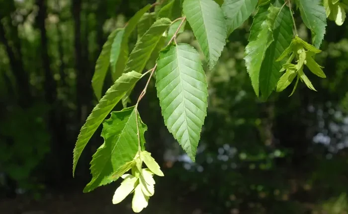 American Hornbeam Tree