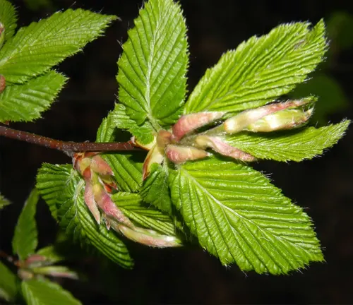 Close-up of European Hornbeam leaves and emerging buds on a branch.