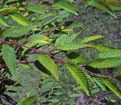 Japanese Hornbeam branches with serrated green leaves and reddish stems.